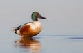 Northern Shoveler - Anas clypeata / Spatula clypeata - male Royalty Free Stock Photo