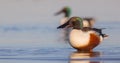 Northern Shoveler - Anas clypeata / Spatula clypeata - male Royalty Free Stock Photo