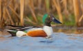 Northern Shoveler - Anas clypeata / Spatula clypeata - male Royalty Free Stock Photo