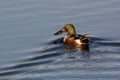 Northern shoveler Anas clypeata swimming in natural water Royalty Free Stock Photo