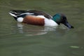 Northern shoveler Anas clypeata.