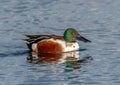 Northern Shoveler