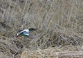 Northern Shoveler Bird in Flight Tules Royalty Free Stock Photo