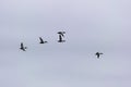 Northern Shoveler duck in flight Royalty Free Stock Photo