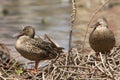 Northern Shoveler birds sitting and resting