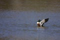 Northern Shoveler Display 818763