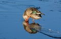 Northern Shoveler duck hen preening feathers Royalty Free Stock Photo