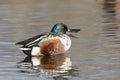 Northern shoveler duck