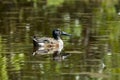 Northern Shoveler Duck