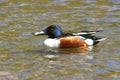 Northern Shoveler Duck Male