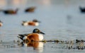 Northern Shoveler Duck - Male