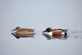 Northern Shoveler duck. Male and female on water. Anas clypeata