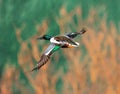 Northern Shoveler duck pivoting in flight Royalty Free Stock Photo