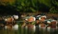 Northern Shoveler Ducks on a Lake
