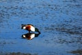 Northern Shoveler Eating