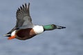 Northern Shoveler In Flight Royalty Free Stock Photo