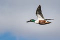 Northern Shoveler Flying