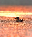 northern shoveler sunset world