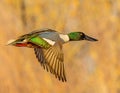 Northern Shoveler male duck is shown in mid-flight during winter migration Royalty Free Stock Photo