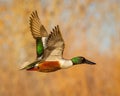 Northern Shoveler male duck in shown with wings up in mid-flight Royalty Free Stock Photo