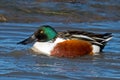 Northern Shoveler Royalty Free Stock Photo