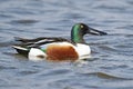 Northern Shoveler