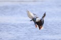 Northern shoveler male Spatula clypeata or Anas clypeata, flying Royalty Free Stock Photo