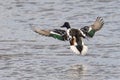 Northern Shoveler in mid-flight, with wings spread wide as it launches from a body of water Royalty Free Stock Photo