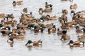 Northern shoveler and pintail