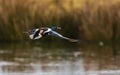 Northern Shoveler, Shoveler, Anas clypeata male in flight Royalty Free Stock Photo