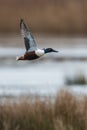 Northern Shoveler, Shoveler, Anas clypeata male in flight Royalty Free Stock Photo