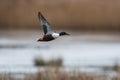 Northern Shoveler, Shoveler, Anas clypeata male in flight Royalty Free Stock Photo