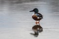 Northern Shoveler, Shoveler, Anas clypeata male on Ice Royalty Free Stock Photo