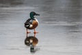 Northern Shoveler, Shoveler, Anas clypeata male on Ice Royalty Free Stock Photo