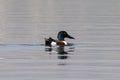 Northern shoveler Spatula clypeata spotted at Bhigwan