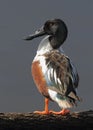 Northern Shoveler Standing on a Log