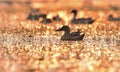 northern shoveler sunset world