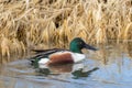 Northern Shoveler