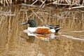 Northern Shoveler