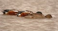 Northern Shovelers Feeding In Lake Royalty Free Stock Photo