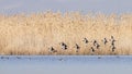 Northern Shovelers in Flight Royalty Free Stock Photo