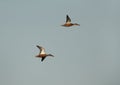 Northern Shovelers flying at Asker marsh, Bahrain Royalty Free Stock Photo