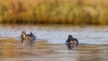 Northern Shovelers in Lake Royalty Free Stock Photo