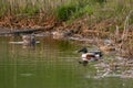 Northern Shovelers Royalty Free Stock Photo