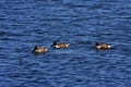 Northern Shovelers 800670