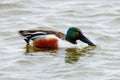 Northern Shoveler at the Pea Island NWR NC