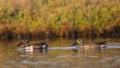 Northern Shovelers Wading On Pond Royalty Free Stock Photo