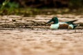 Northern Shoveller in Chilika Lake Royalty Free Stock Photo