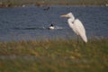 Northern Shoveller Duck and Egret in a lake