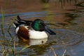 Beautiful Northern Shoveller Duck, Spatula clypeataswimming along edge of lake